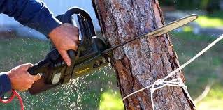 Best Root Management and Removal  in Sequim, WA